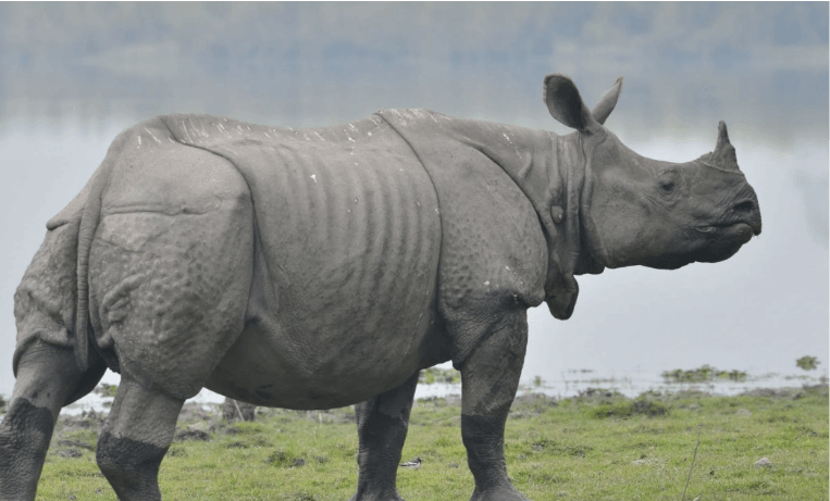 One Horned Rhino